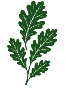 eichenblaetter-tattoo-vorlage-in-gruen