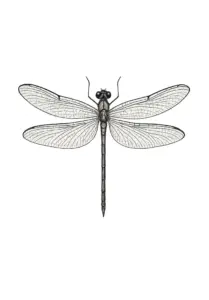 filigrane-libelle-mit-detaillierten-fluegeln-tattoo