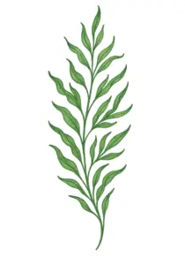 tattoovorlage-einer-eleganten-wasserpflanze-mit-feinen-blaettern