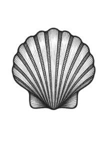 tattoovorlage-stilisierte-muschel-mit-feinen-linien
